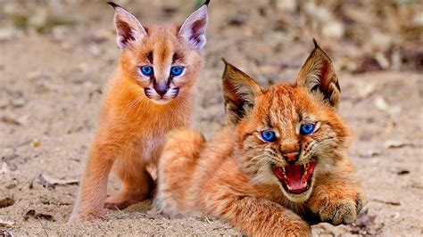 wild kitty cat|10 Most Beautiful Rare Wild Cats on Planet Earth.